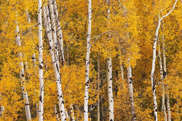 Jones, Adam 아티스트의 Pattern of white tree trunks among golden aspen leaves-Grand Teton National Park-Wyoming작품입니다.